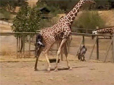 Safari: An Extraordinary Adventure Growing Up: Giraffe (2005– ) Online