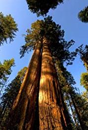 Cedar Sequoia International Episode #1.3 (2013– ) Online
