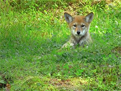 Nature Scenes Curious Coyote Family (2015) Online