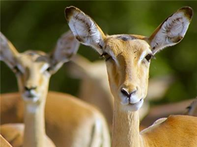 Wildlife icons Springbok & Impala: Life in the Herd (2015–2016) Online