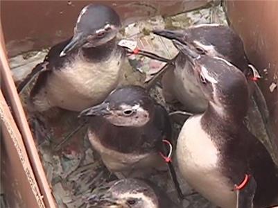 Sea Rescue Of Pipes and Penguins (2012– ) Online