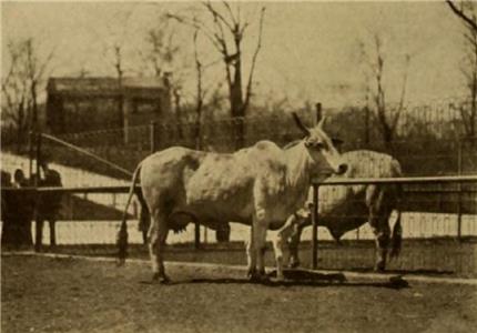 Wild Animals in Captivity (1911) Online