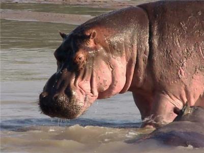 Wildlife Collection Hippo Ganglands (2011– ) Online