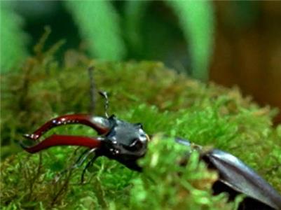 Secret Nature Beetle Mania (2004– ) Online