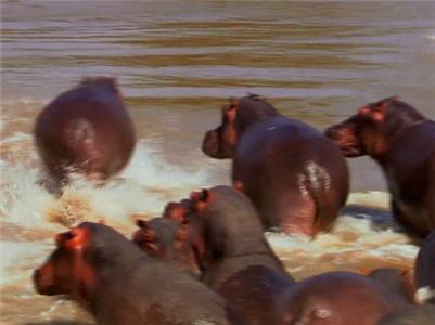 Dangerous Encounters Undercover Hippo (2005– ) Online