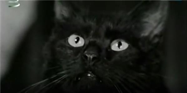 Fekete macska (1972) Online