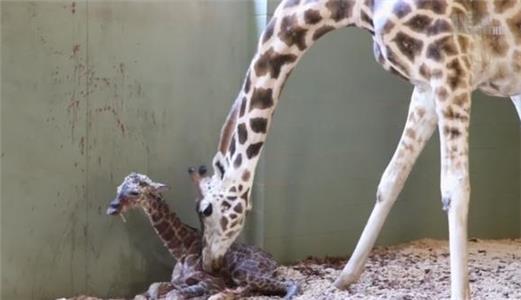 Crikey! It's the Irwins It's a Baby Giraffe! (2018– ) Online