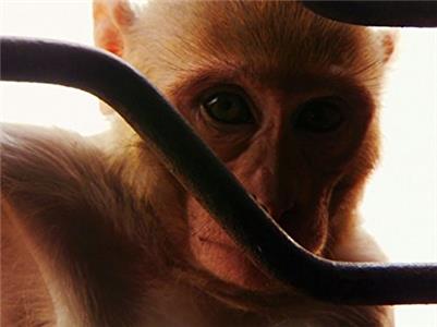 Monkey Thieves Gate Crashers (2008– ) Online