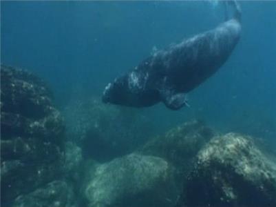 Untamed & Uncut Elephant Seal Attack (2008– ) Online
