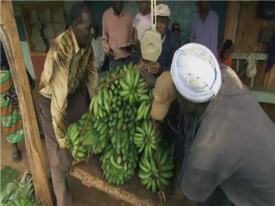 Jimmy's Global Harvest Kenya (2010– ) Online