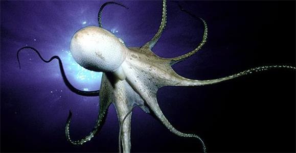 The Octopus Show (2000) Online