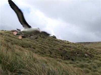 Uncaged TV Giant Seals of the South Georgian Islands (2012– ) Online