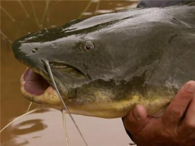 River Monsters Amazon Flesh Eaters (2009–2017) Online