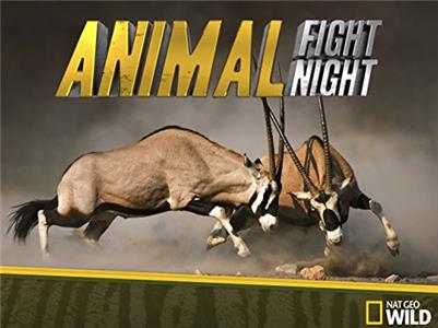 Animal Fight Night  Online