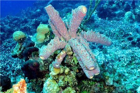 Changing Seas Sponges: Oldest Creatures in the Sea? (2009– ) Online